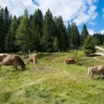 Mikroplastik beim Waschen: Waschbeutel und Filter im Realitätscheck